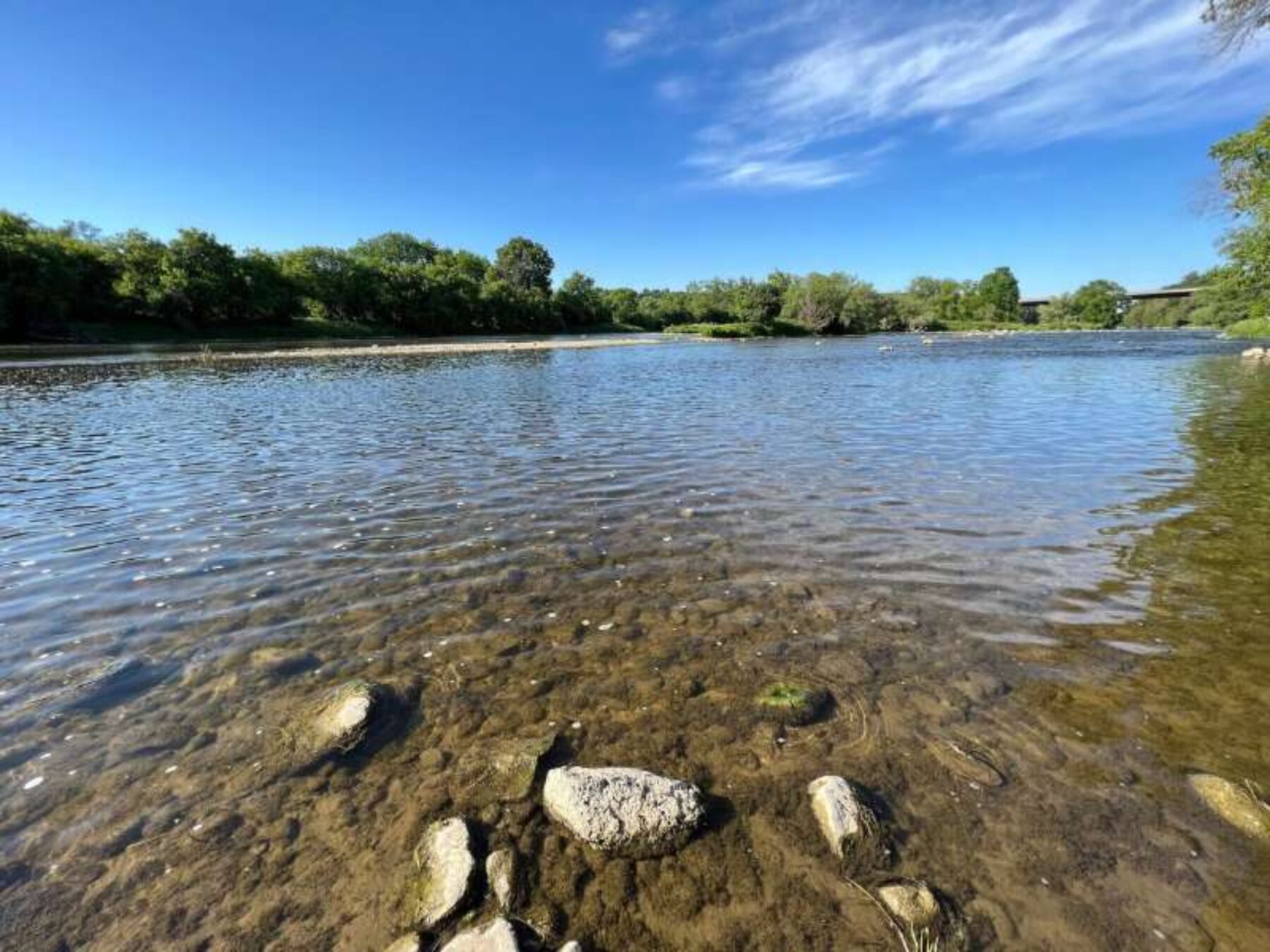 View of a healthy lake while standing at the shoreline lined with trees amidst an open blue sky