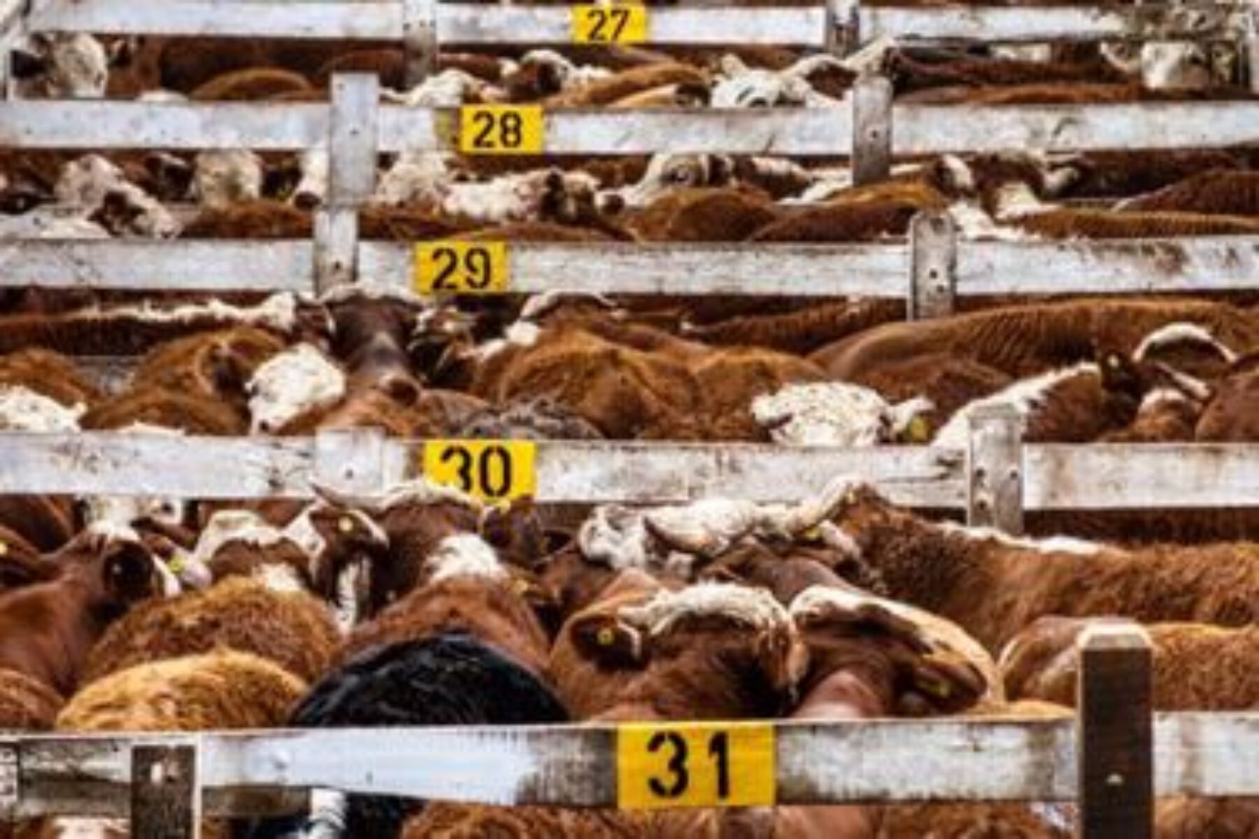A view of beef cattle in holding pens of a slaughterhouse with the animals divided by wood fences labeled with painted row markers indicating row 27 through 31 to accompany the blog post discussing the EPA's wastewater rule updates for slaughterhouses